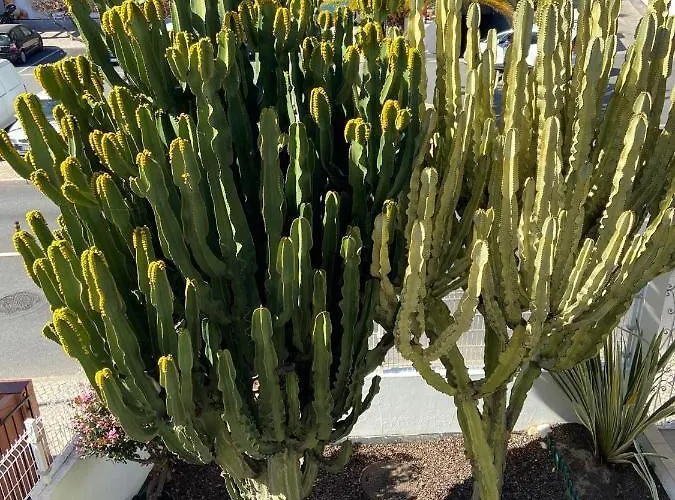 Aparthotel Carruna 4*